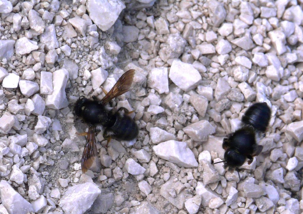 Megachilidae: Megachile (Chalicodoma) apennina